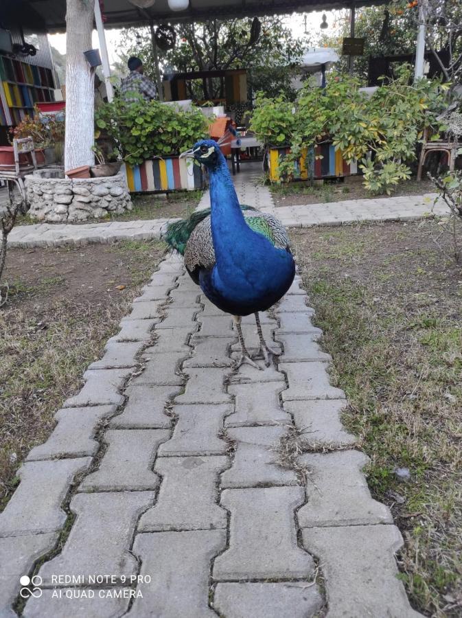 Sakli Bahce Pension Çıralı Exteriér fotografie